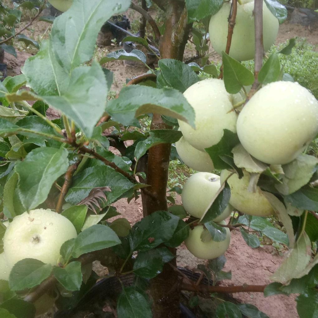 采缇秀云果树苗木专卖店