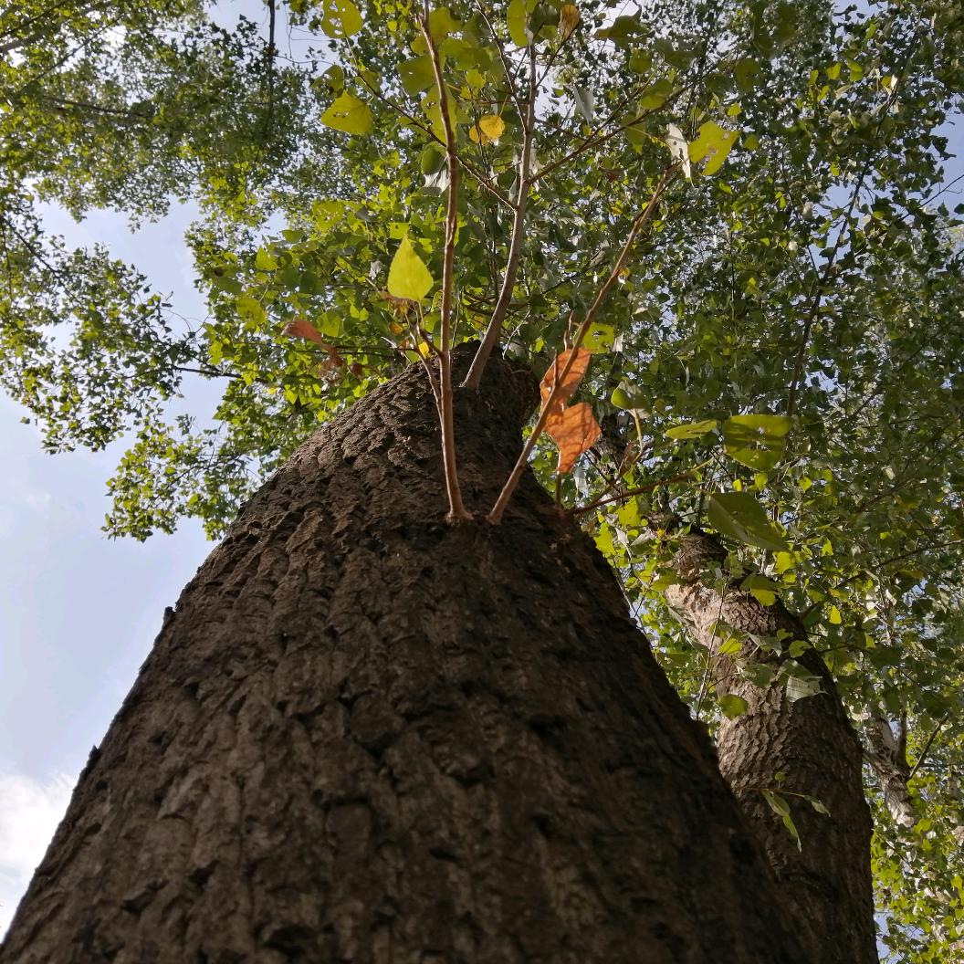 牛盾手套牛皮电焊手套