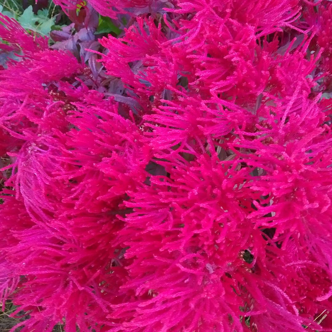 芳草