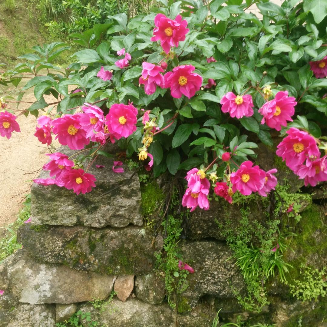 元帅