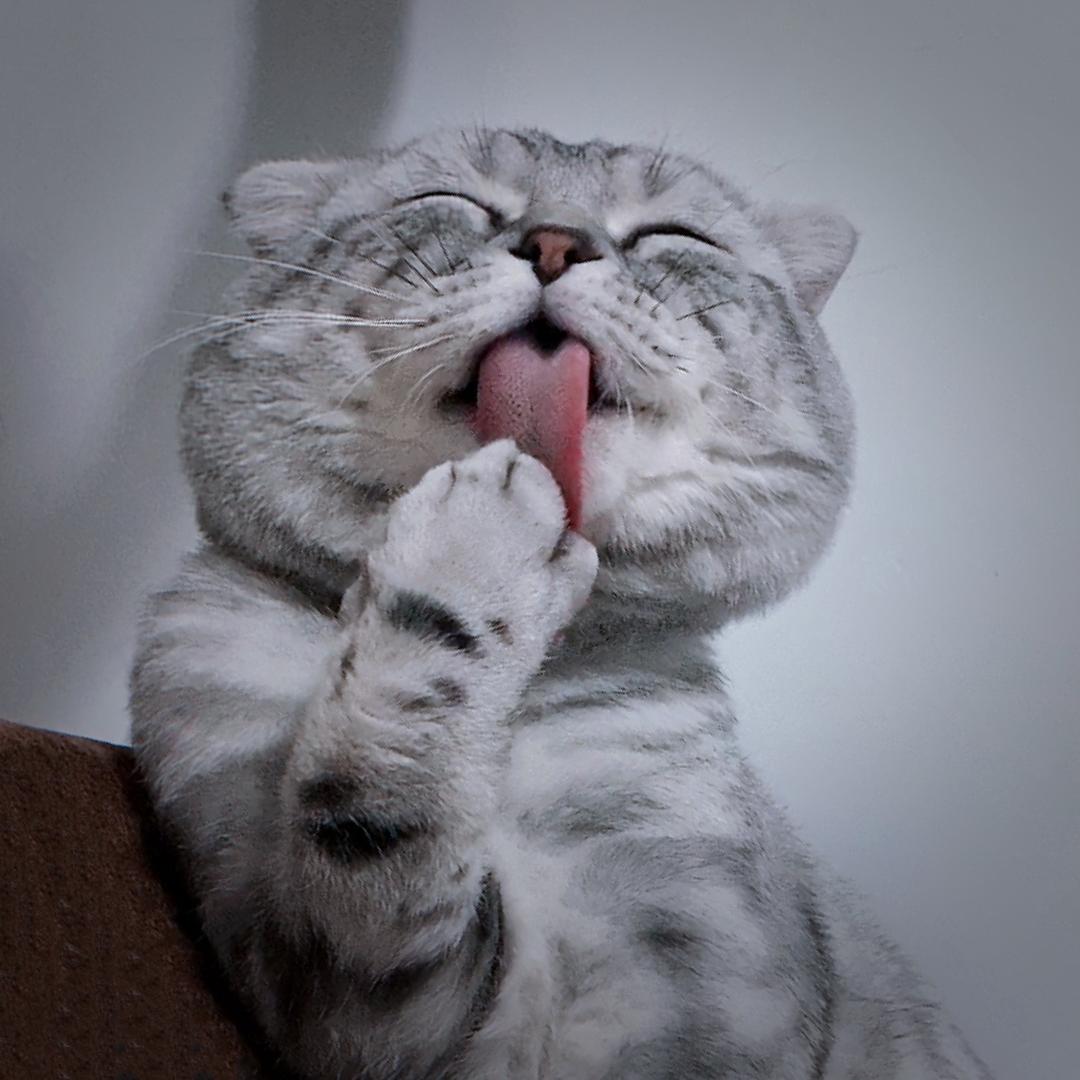 怼怼的一家