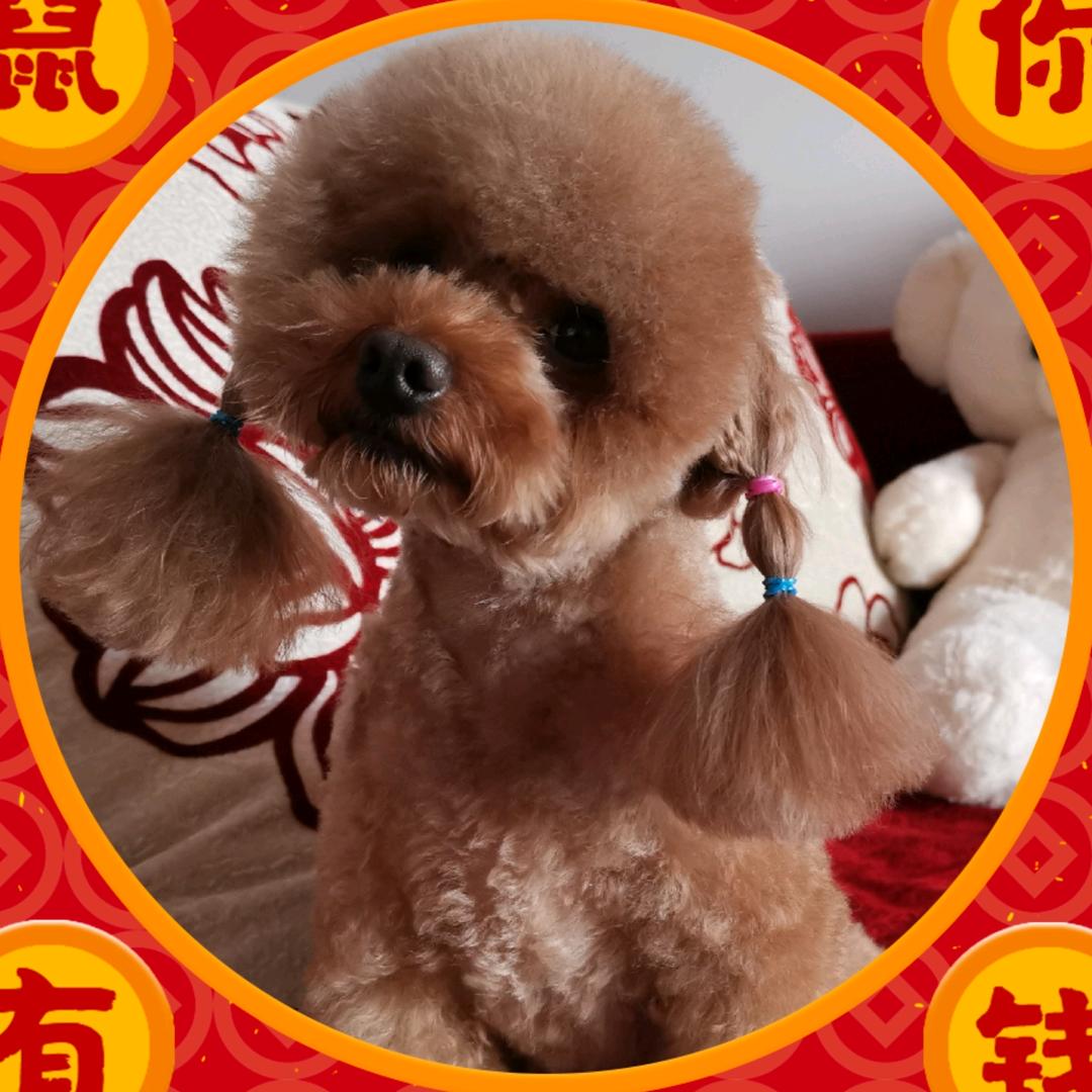 张家口服装高定王二妮