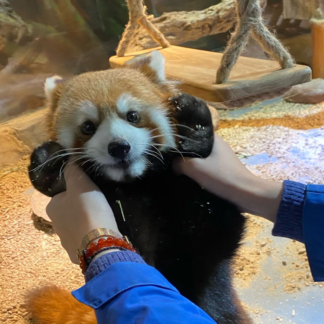 你看见过我的柚子没