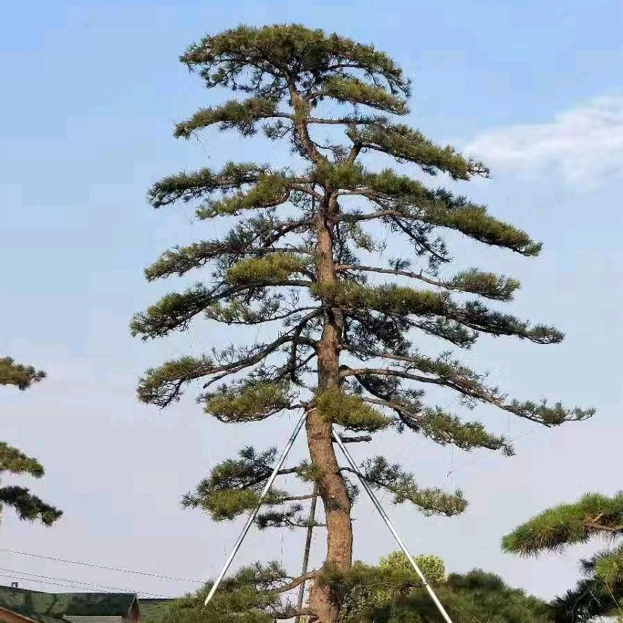 冯～景丰（丽景）造型景松