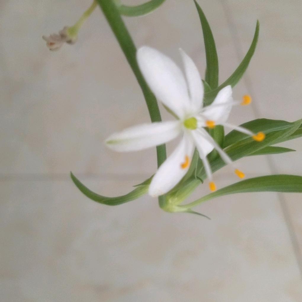 轻风小草