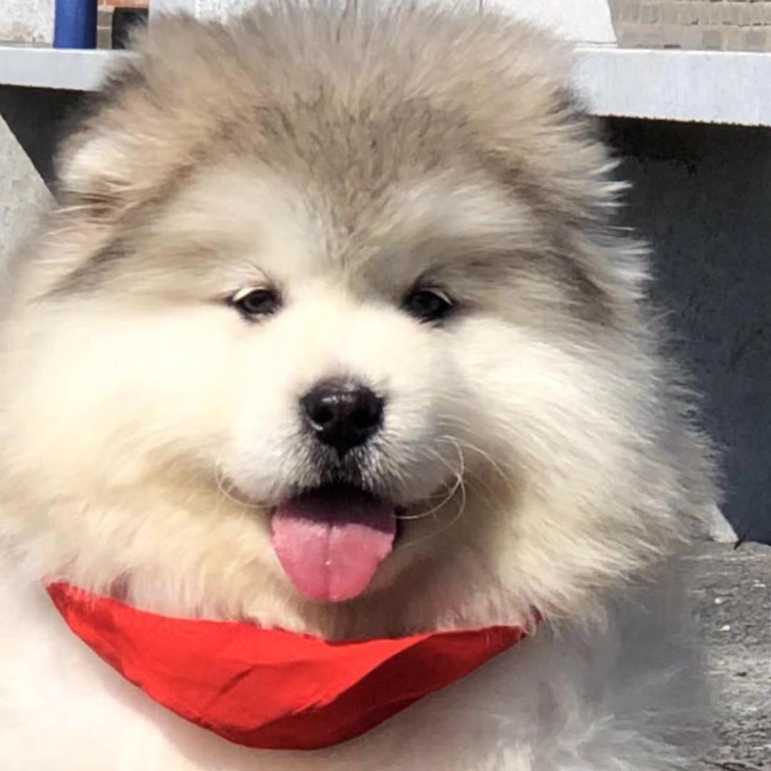 阿拉斯加犬的快乐时光