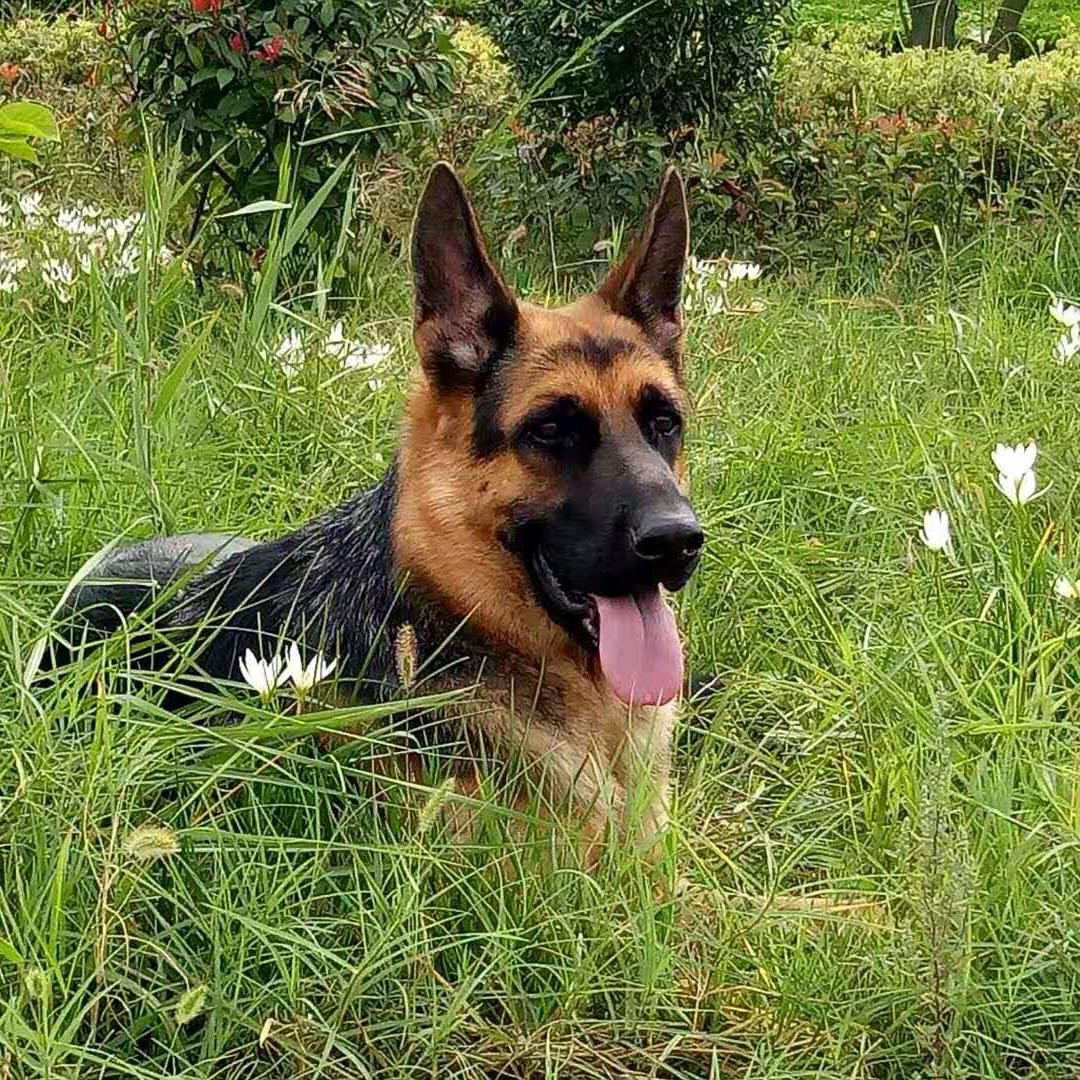 海德牧苑（德牧繁训）