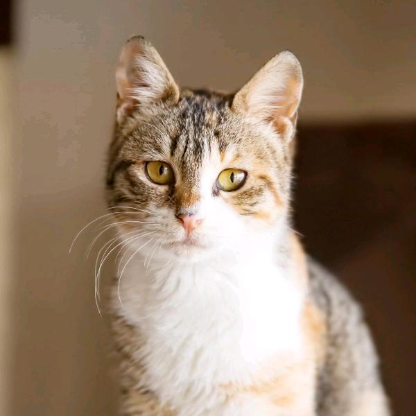 月亮上的猫YY