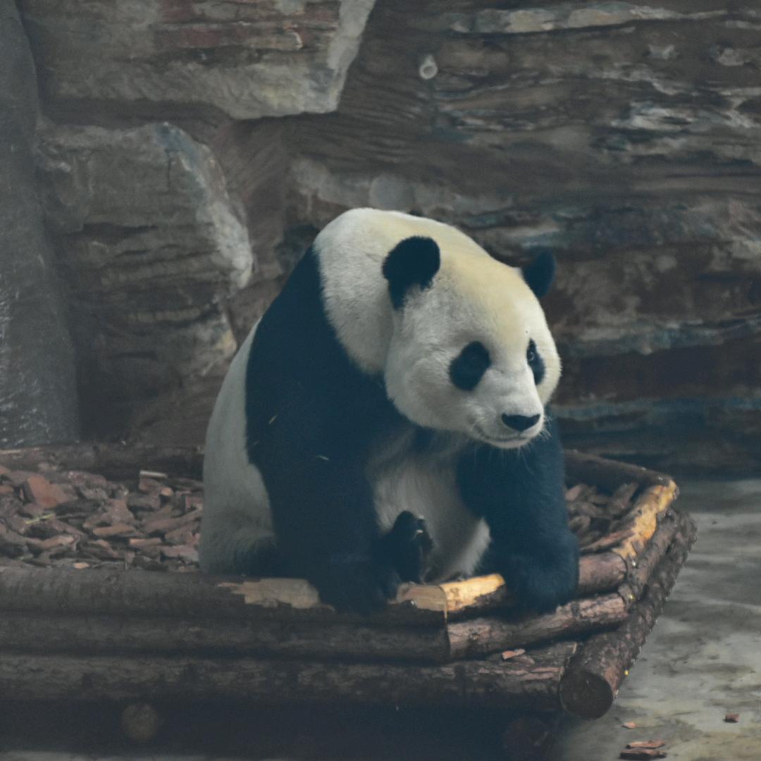 王者