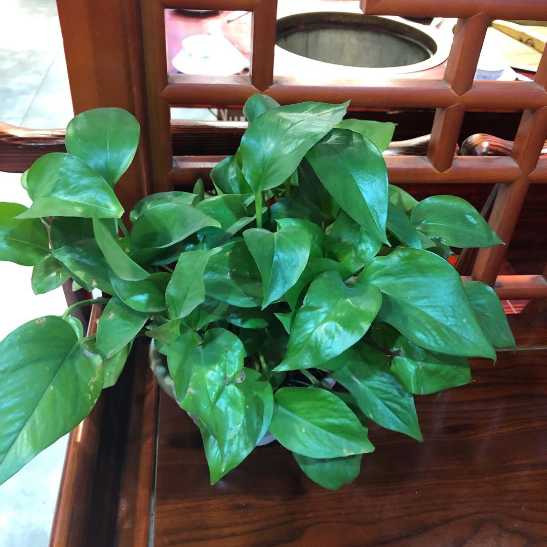 七彩贵州烙锅（合肥店）