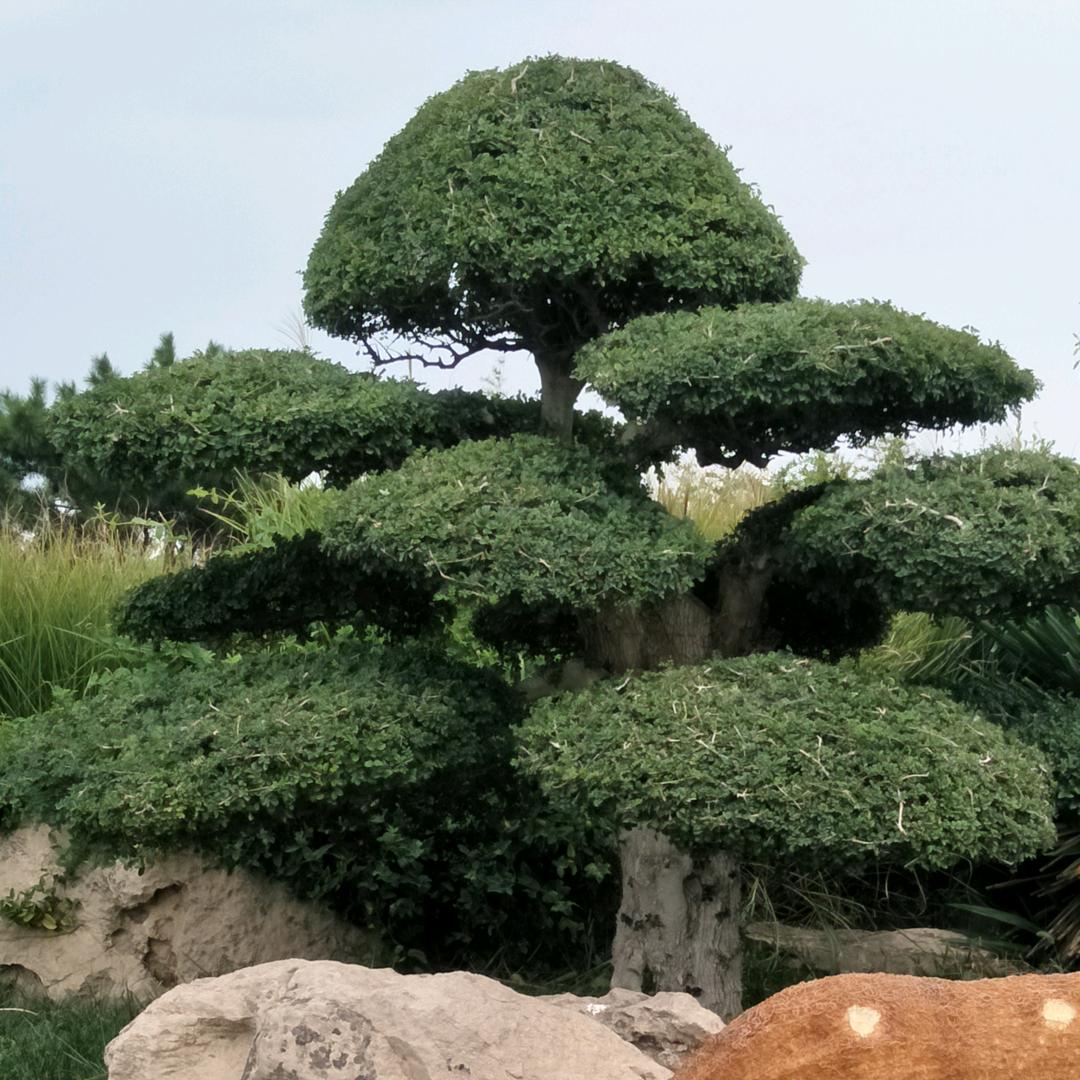 荣幸✔