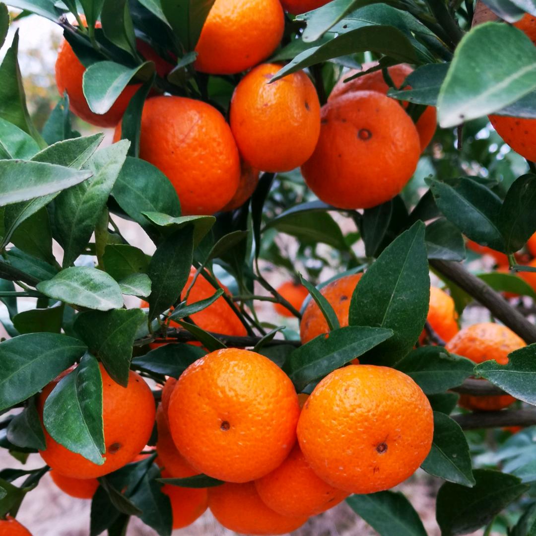 晏布砂糖橘袁智勇