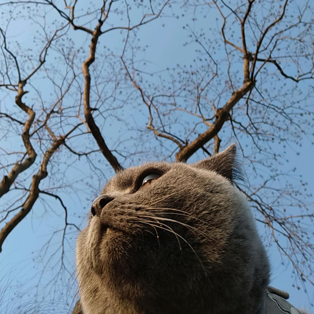 哎牙