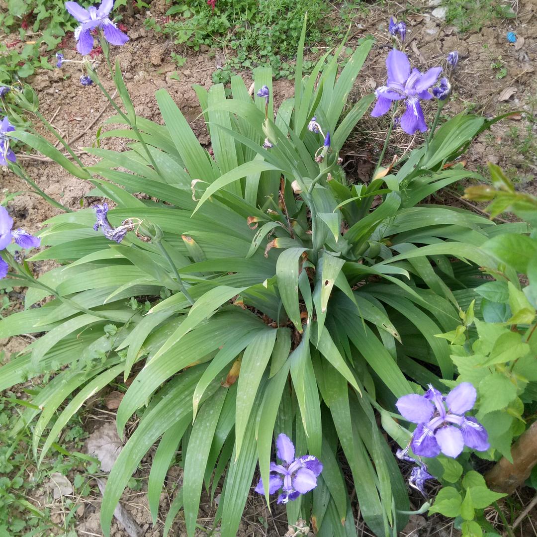 Ym 自然🌺🌺