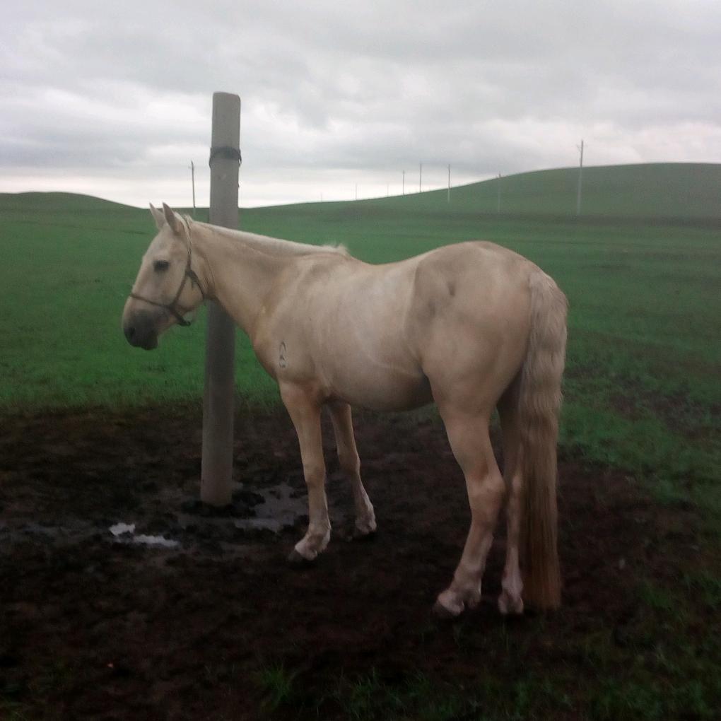 mongol