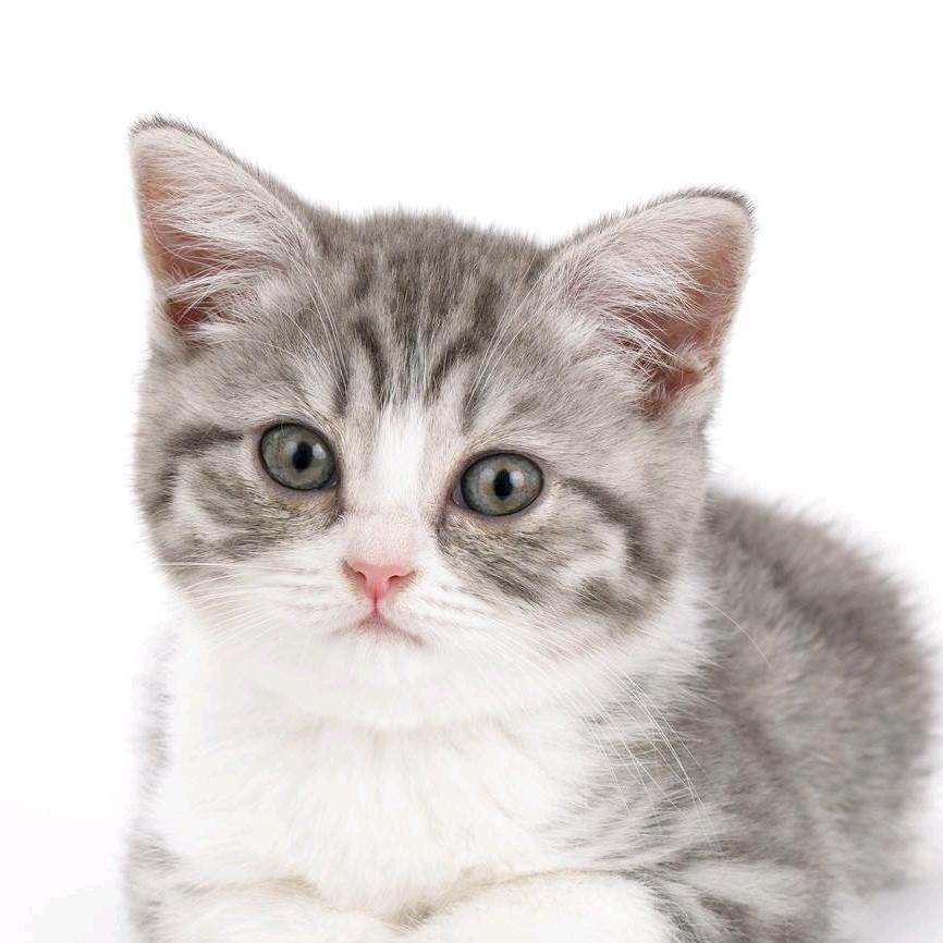 ♡糖糖ゞ猫ゞ