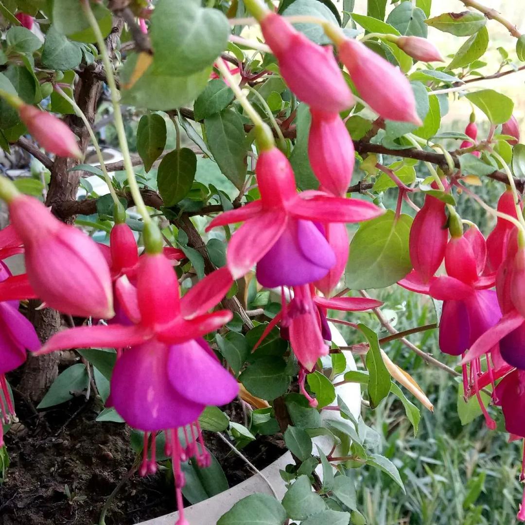花神歌友