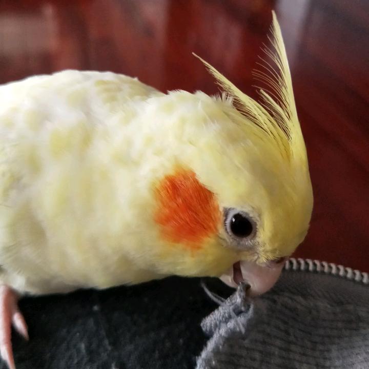 招财与太阳