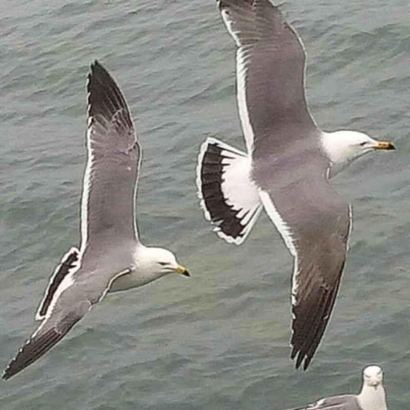 樱与桃山间果园