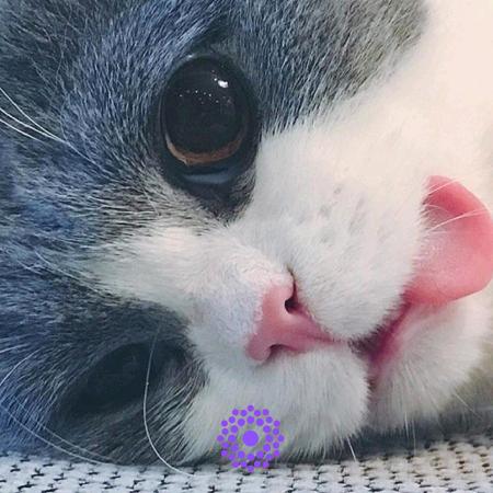 月未明