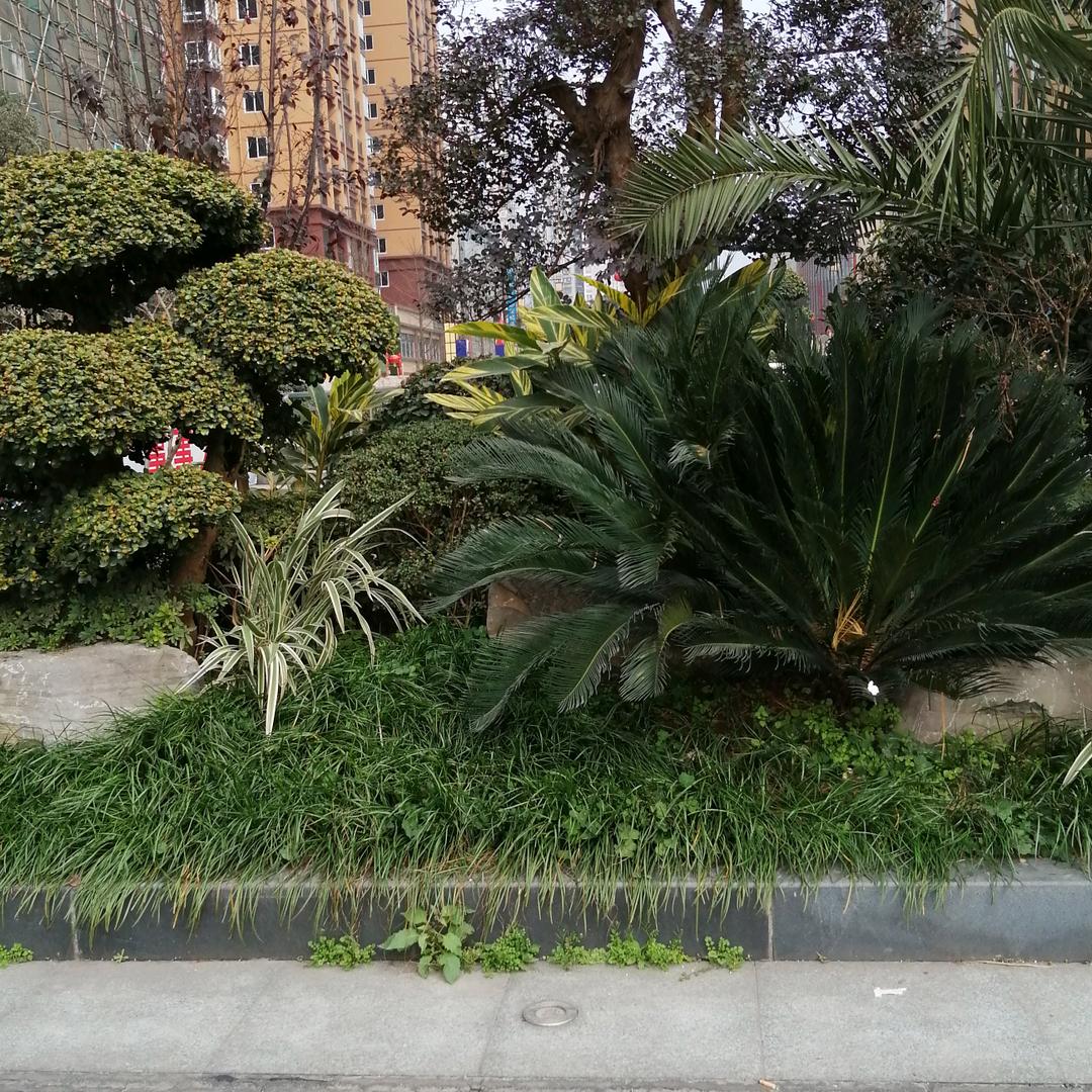 四☘季🍀长🍃青