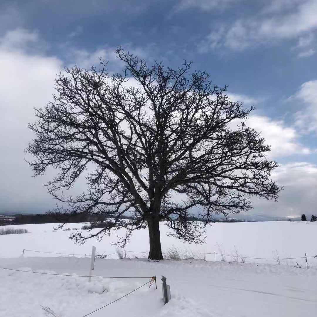A6t