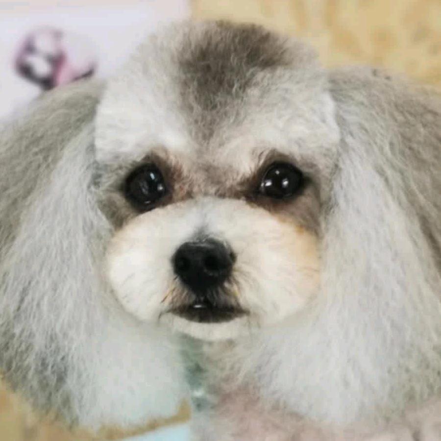 康全宠物美容工作室