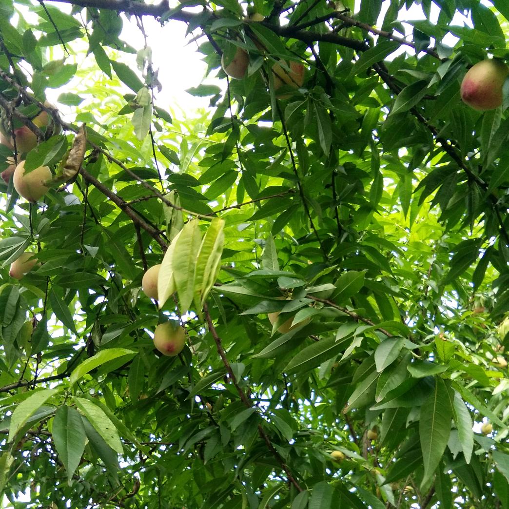 胡太宣