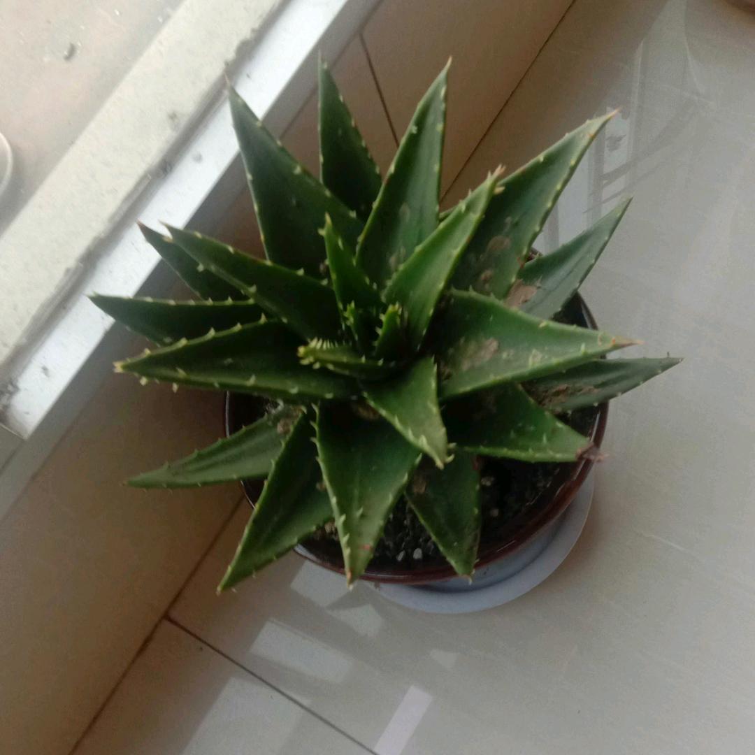 张十一