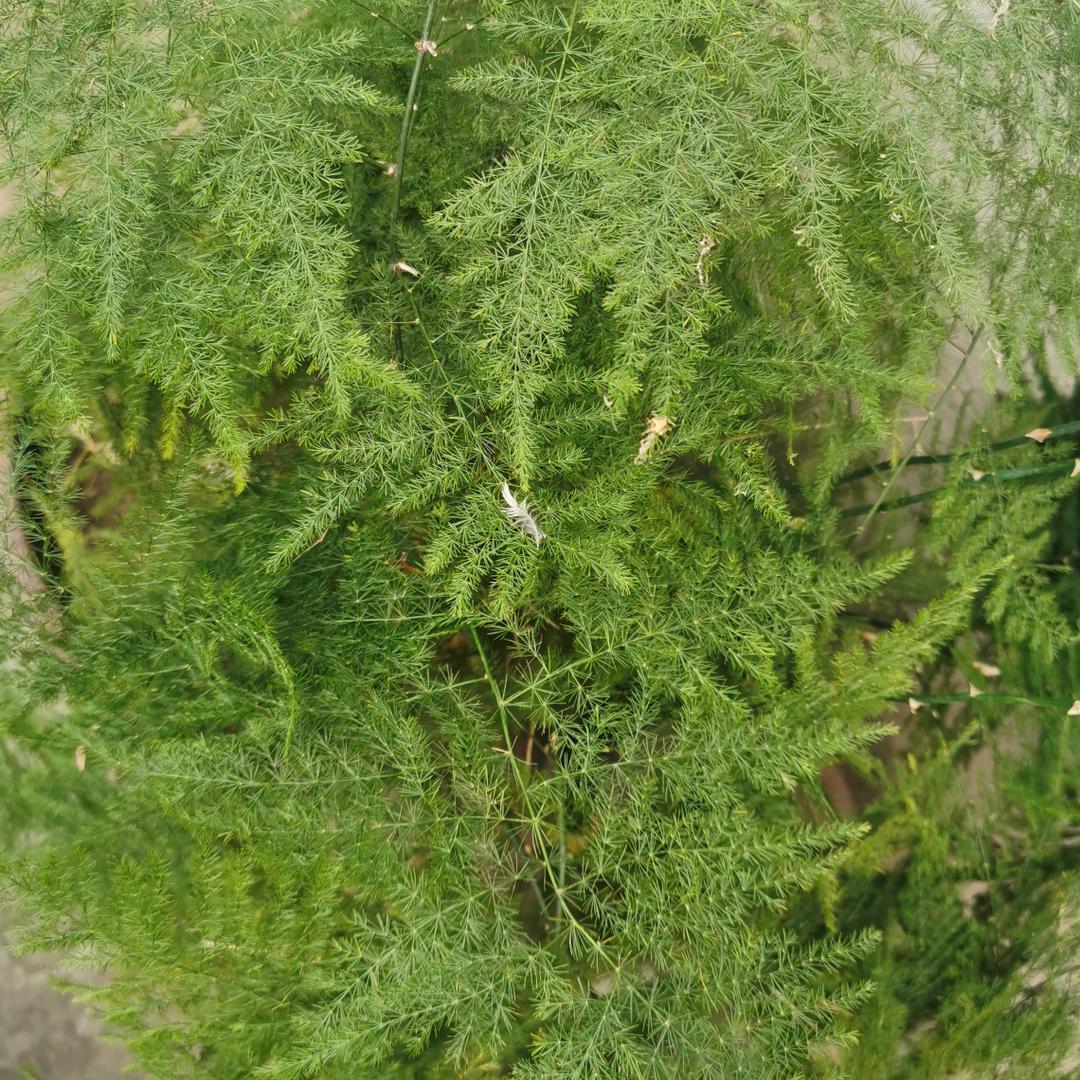 陌生人