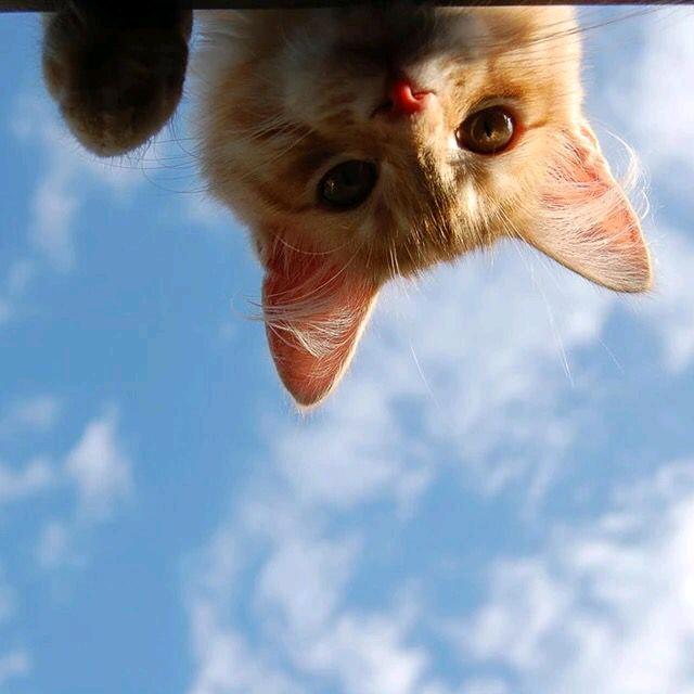🌈羊羊
