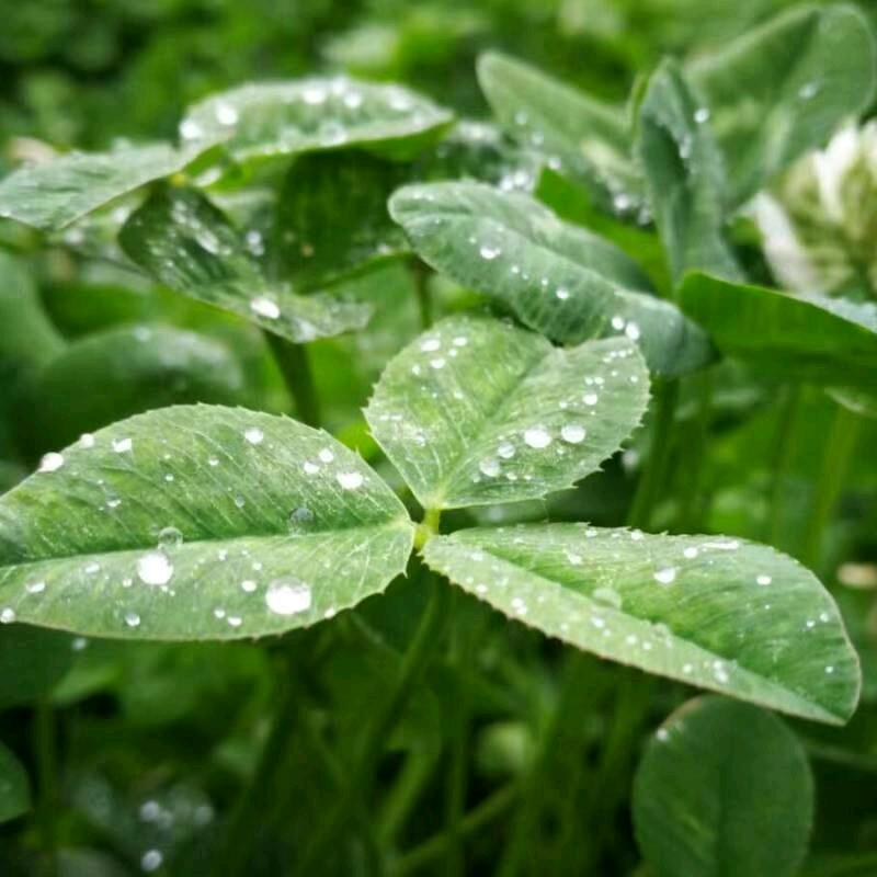 雨点