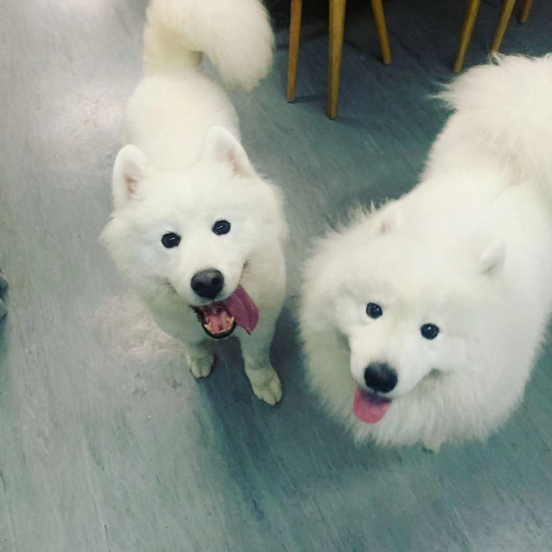 白狗说