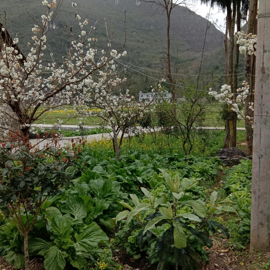 陶朝元