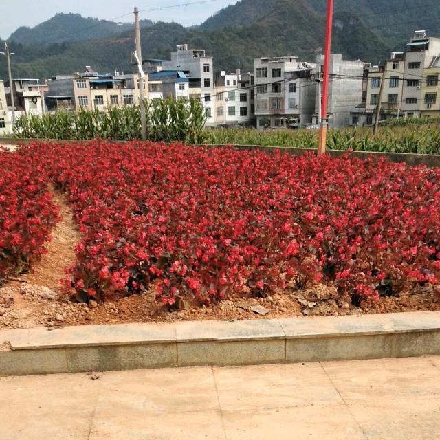 苦连连