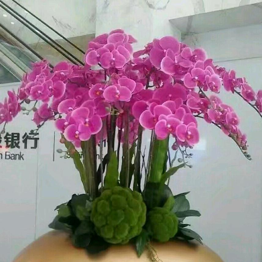 清香竹