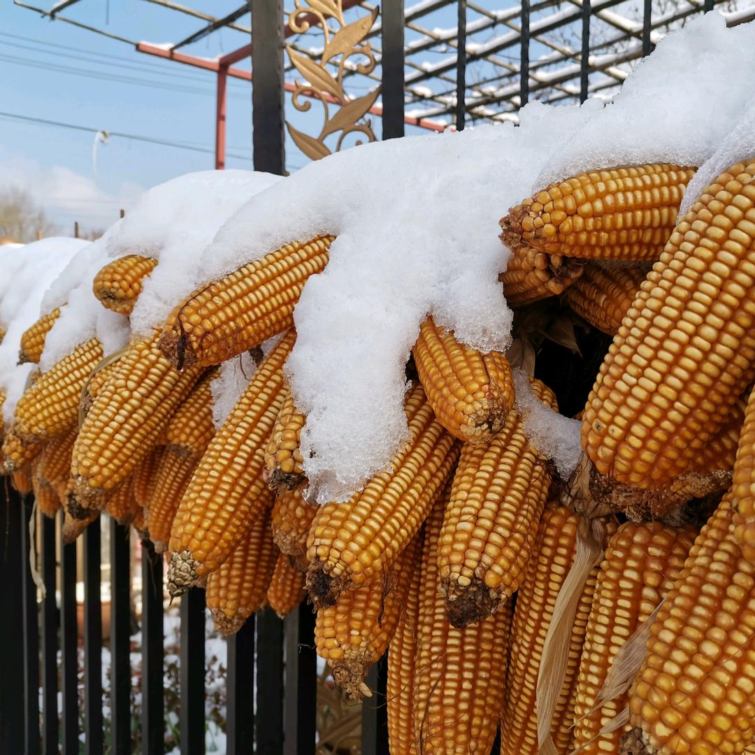 向阳而生，逐光而行。