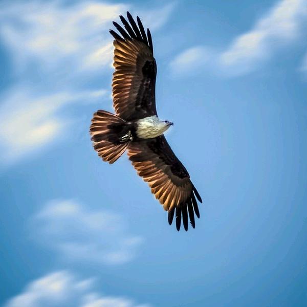 萧立飞织金好运来蛋糕