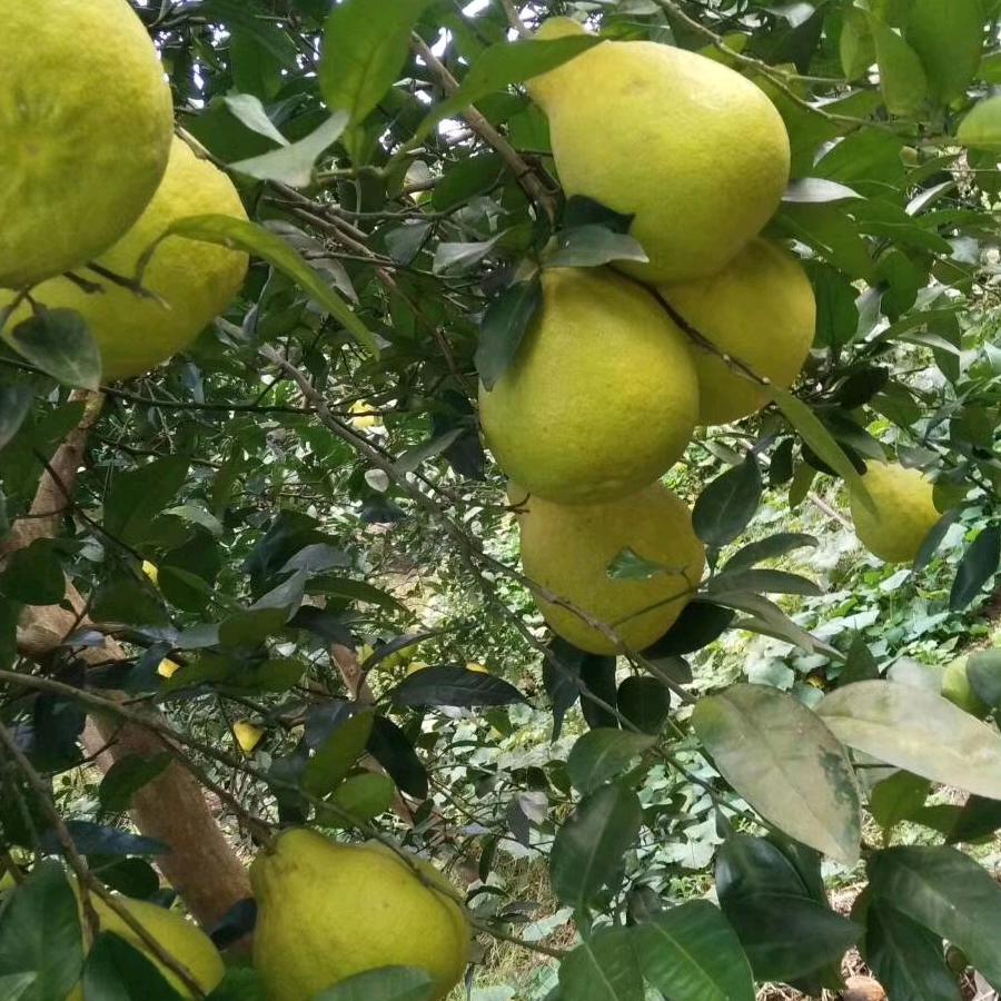 老郑的酸甜苦辣