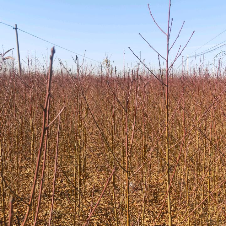 毛桃苗毛桃种子，播种机18937577