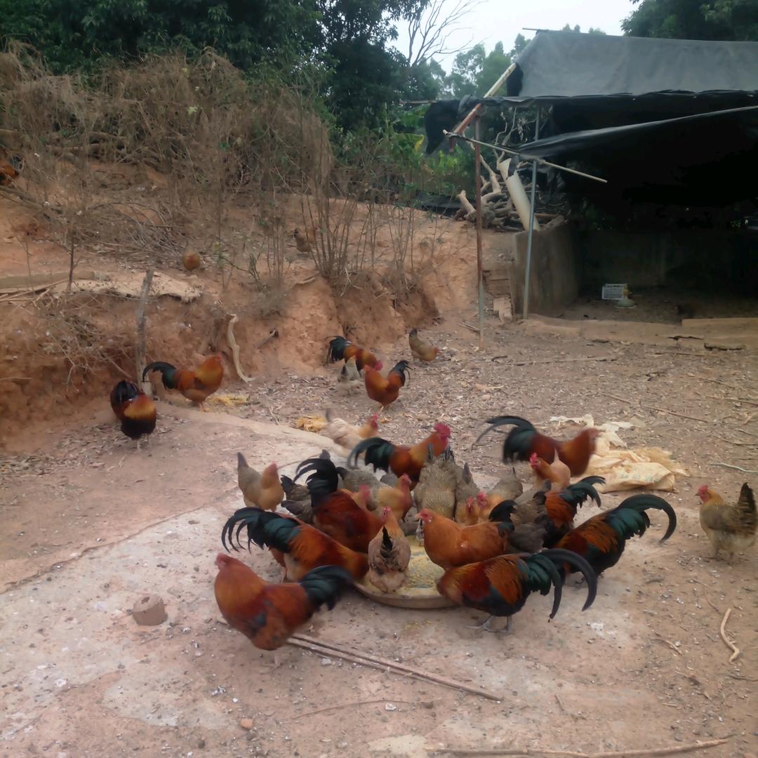 尚荣（信宜牧羊人）