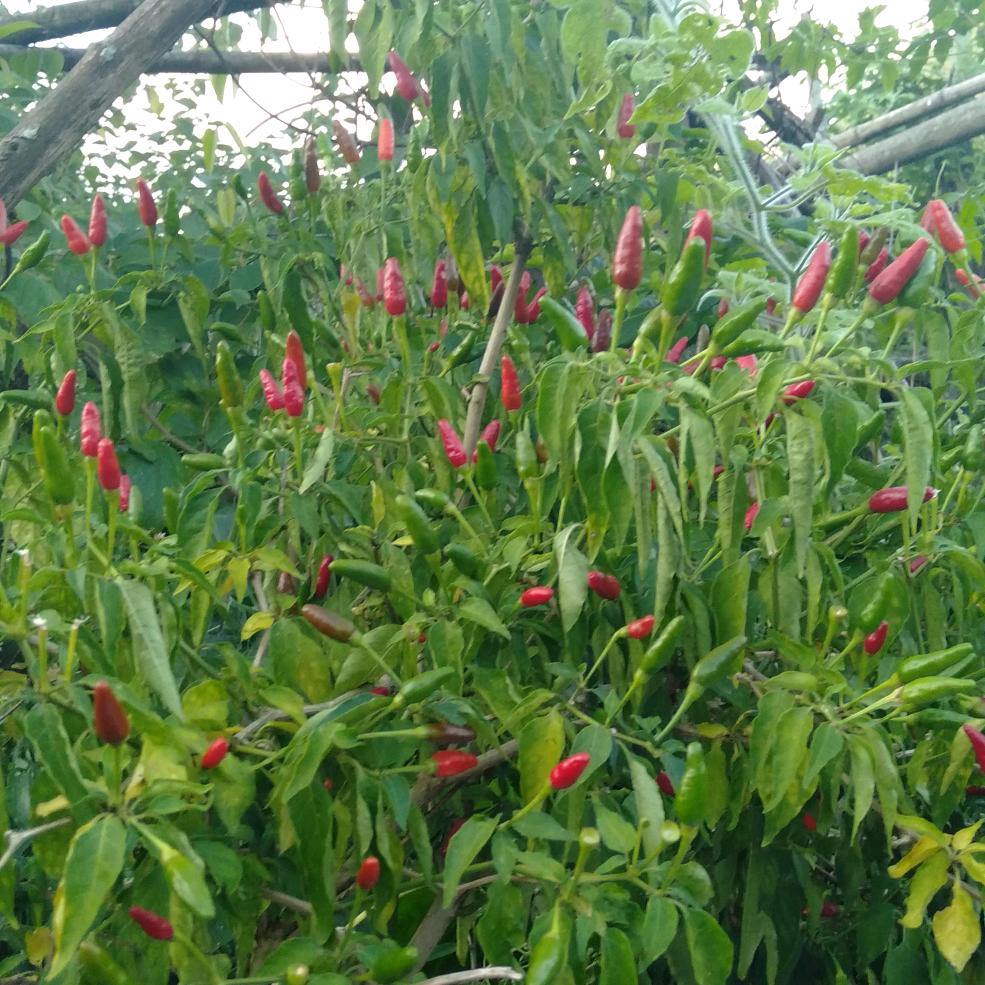 苏姐好物优选