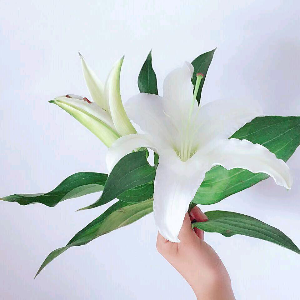 阿刚