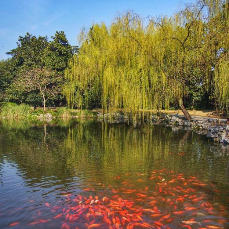 迷途散了雾