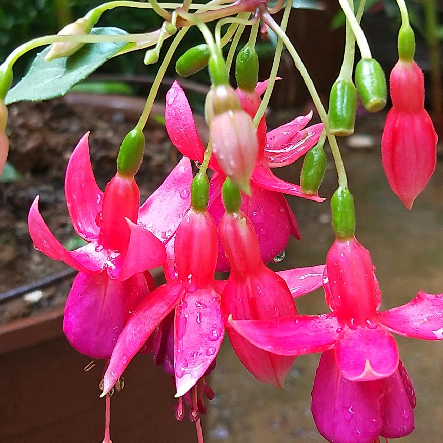付花姐广场舞
