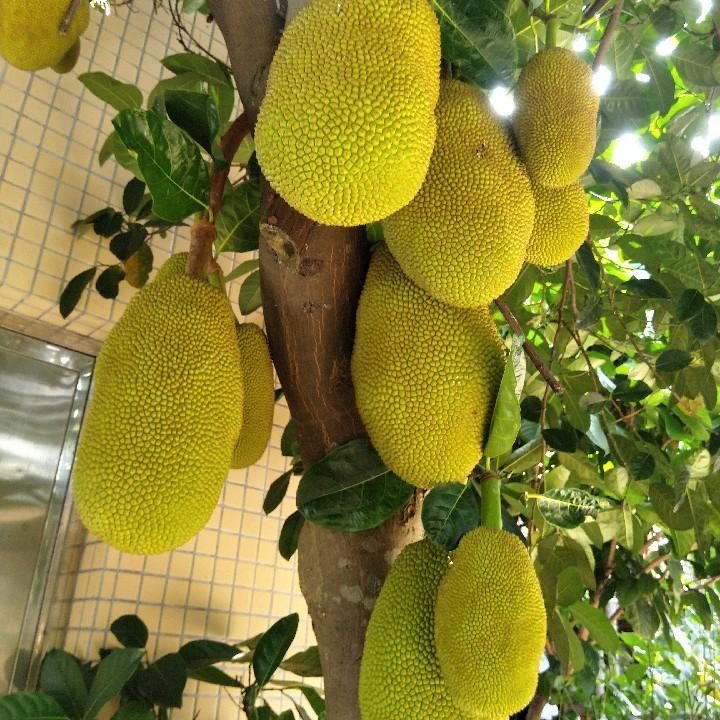 岭南蜂韵