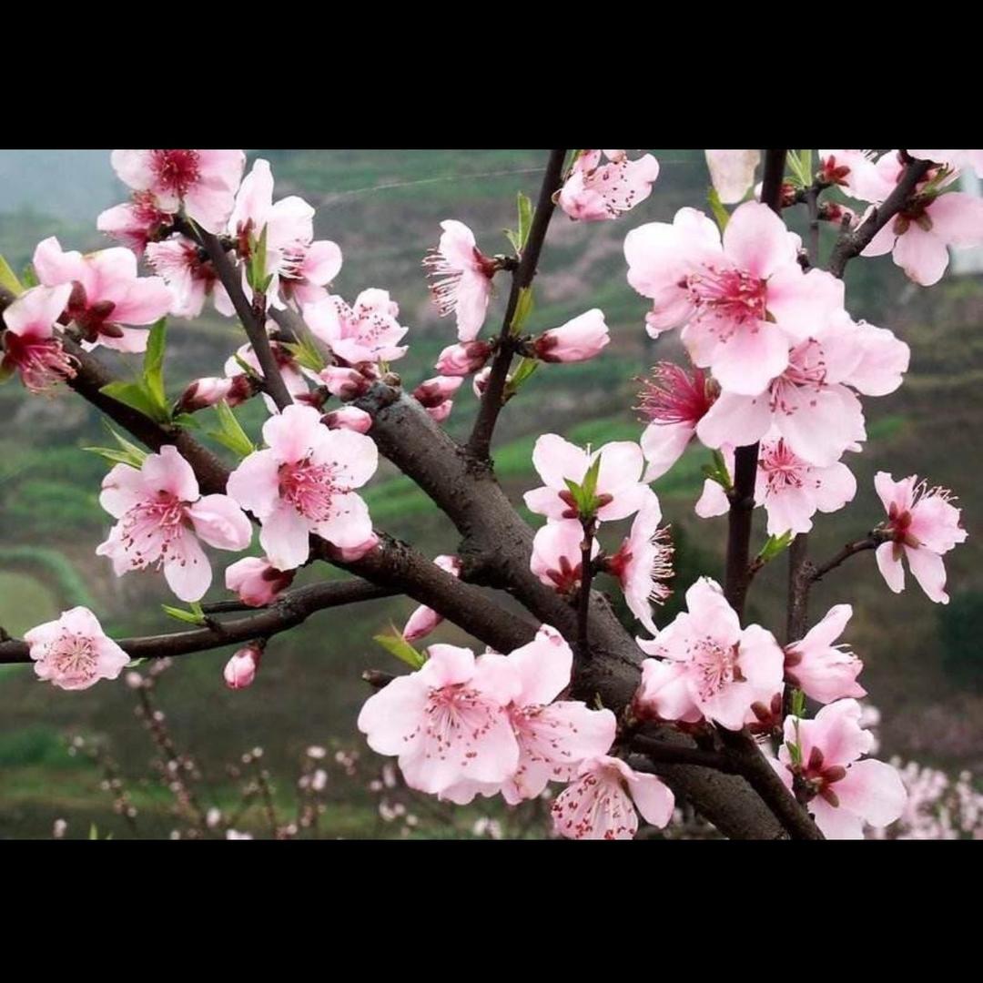 自贡桃花源农场荔枝苗圃基地