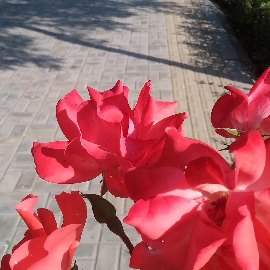 杨进兰
