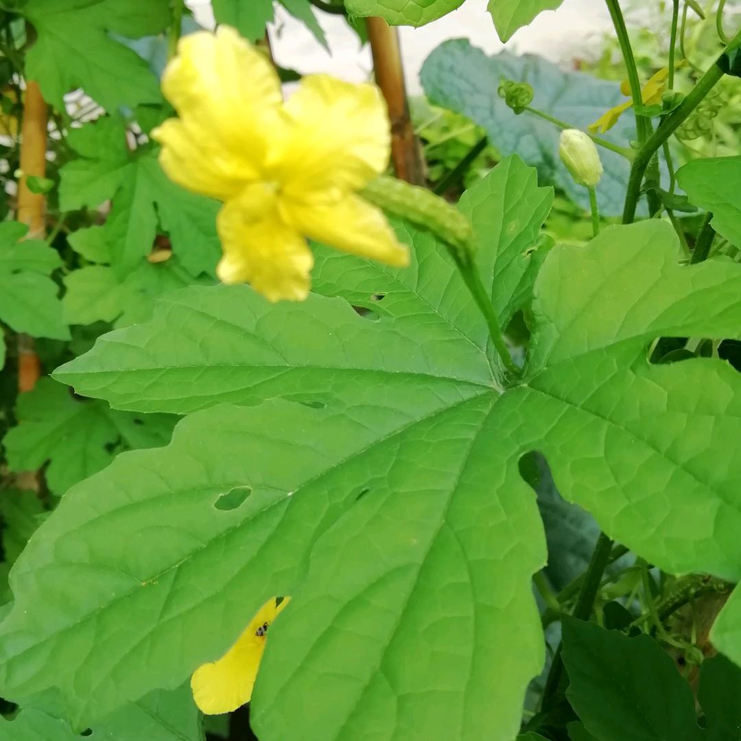 沉默一生