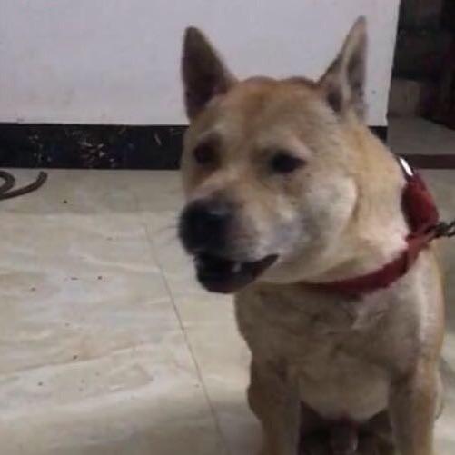 老表犬屋
